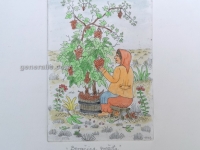 Josip Generalic, JG-E02-01(2), Woman picking grapes (red), water-coloured etching, 27x20 cm 15x10 cm, 1985 - 300 eur