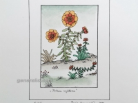 Josip Generalic, JG-O14-05(5), Seven flowers, water-coloured silkscreen, 35x25 cm 15x10 cm, 1978